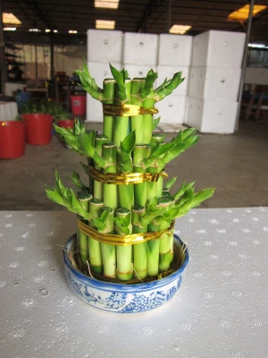 Dracaena Sanderiana Lucky Bamboo Spiral Bamboo 45cm Tower Bamboo Luckybamboo