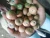 Import Betel Nut from Indonesia