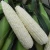 Import Top Selling Non GMO White Corn & White Corn Air Dried White Maize Corn for Sale from South Africa