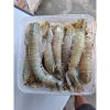 Live / Frozen Plain Mantis Shrimp (Harpiosquilla Rapidea)