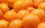 Export Quality Oranges – Handpicked & Naturally Ripened