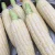 Import Top Selling Non GMO White Corn & White Corn Air Dried White Maize Corn for Sale from South Africa