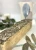 Import Eucalyptus Herbal Soap, SoWild from United Kingdom