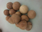 Betel Nuts or Areca Nuts