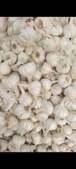 Garlic
