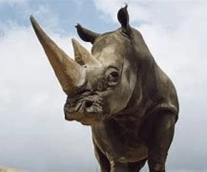 Rhino Horns for sale /  Rhinoceros Horns Available Now