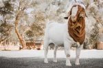 Quality 100% Full Blood Boer Goats for Sale