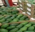 Import Premium Grade Hass & Fuerte Avocado for sale from South Africa