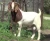 Import Quality 100% Full Blood Boer Goats for Sale from USA