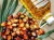 Import Edible Oil from USA