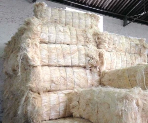 Premium SSUG Sisal Fiber – Grade A Natural Fiber for Industrial & Agricultural Use