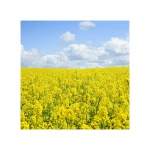 100% Organic Wholesale Rapeseeds / Canola seeds