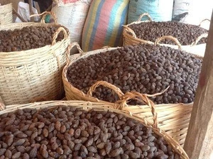 100% Raw Malva Nuts for sale