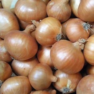 2018 wholesale yellow fresh onion in carton from Turkey