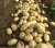 Import 2020 new crop Qingdao Fresh wash Holland potatoes for sale from China