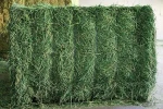 alfalfa hay for sale