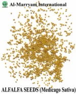 Alfalfa Seed