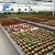 Import aquaponics greenhouse bench grow tray ebb and flow table systems from China