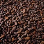 Best Cacao Beans +Dried Criollo Cocoa Beans +Dried Fermented Cacao +Dried Raw Cocoa Beans +Organicc