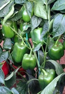 Buy Quality and premium grade Pepper Seed Suitable for Winter and Spring seasons for Greenhouses and Fruit quality is excellent
