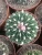 Import Cactus plant Stenocactus multicostatus Live Cactus Succulent Plants indoor woody plant with baby from China