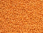 Chana dal Split Desi Chickpea Bengal Gram Yellow Gram Gram Chana Pois or Chicke Shihu