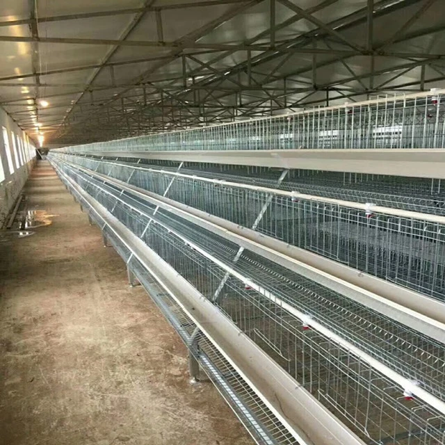 Chinese egg laying chicken coop with automatic poultry equipment
