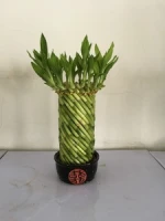 Chinese Fengshui wheel bamboo, lucky bamboo, dracaena sanderiana, plants