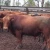 Import Cows, Brahman Bulls, Brahman Heifers &amp; Brahman Calves Healthy from USA