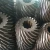Import DIN7 Differential hobbing bevel gear factory for transmission gearbox from China