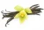 Import Dried wild oily Vanilla planifolia pods whole Vanilla Beans for spice from China