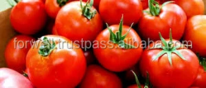 end of season fresh tomato FROM EGYPT TO EXPORT