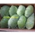 Import export green cabbage/fresh green cabbage from Vietnam