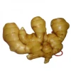 Factory direct selling fresh ginger with cheap price