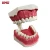 Import Factory Supplier small teeth model/teeth care model/dental model from China
