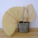 Factory Wholesale Natural  Dried Flower Dry Palm Leaves For Wedding Decoration
