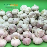 Famous Black Garlic Health Food