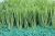 Import FIFA Approved Football Field Turf Synthetic grass for playgroud and sport field from China