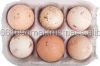 Fresh Brown And White Shell Chicken Eggs From South Africa