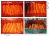 Fresh carrot hot sale from Shouguang China