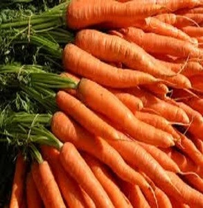 Fresh Carrots Best Price and Quality