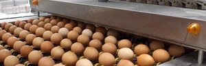 Fresh Chicken Eggs in wholesale
