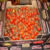 fresh Egyptian tomato