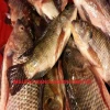 Fresh Frozen Tilapia Fish Best Quality