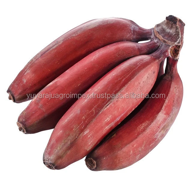 Fresh Fruits Indian Red Banana