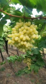 fresh grapes for sale