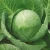 Import Fresh Green Cabbage with cheap price from South Africa