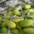 Import Fresh Mango with Good Taste, Best Price From Vietnam from Vietnam