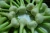 Import Fresh Natural White Garlic from Egypt