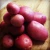 Import Fresh Potato Price for Export from Ukraine
